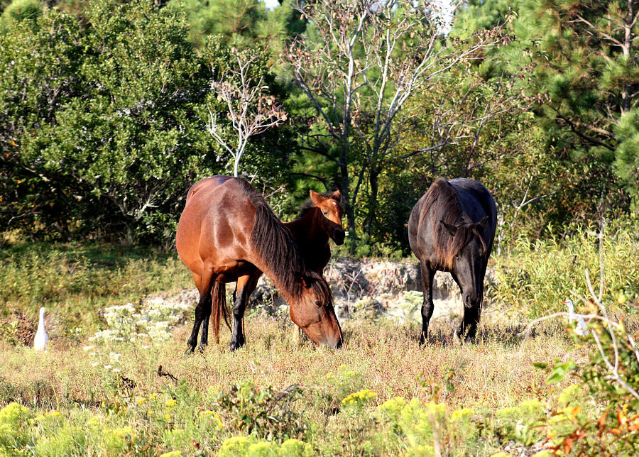 Wild Spanish Mustangs Corolla North Carolina  Photograph by Kim Galluzzo Wozniak