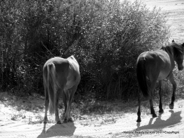 Wild Spanish Mustangs Dad and baby of the Outer Banks of North Carolina Photograph by Kim Galluzzo