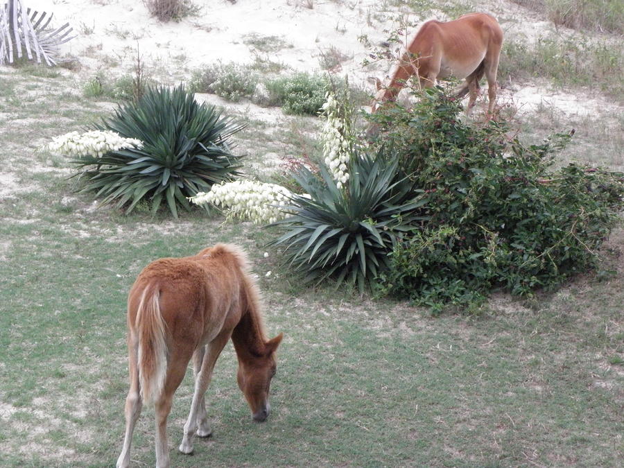 Wild Spanish Mustangs Grazing By The Yucca Plants Photograph by Kim Galluzzo