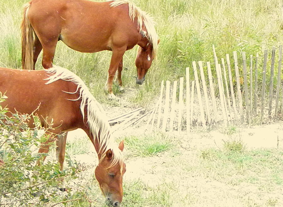 Wild Spanish Mustangs Mare and Stallion  of the Outer Banks of North Carolina Photograph by Kim Galluzzo
