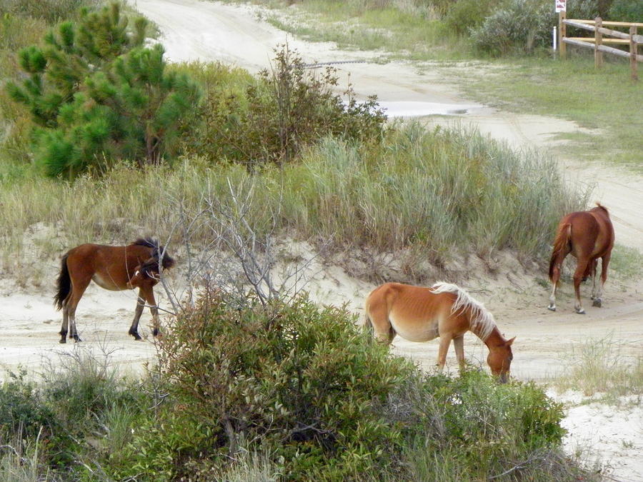 Wild Spanish Mustangs of the Outer Banks of North Carolina Photograph by Kim Galluzzo Wozniak
