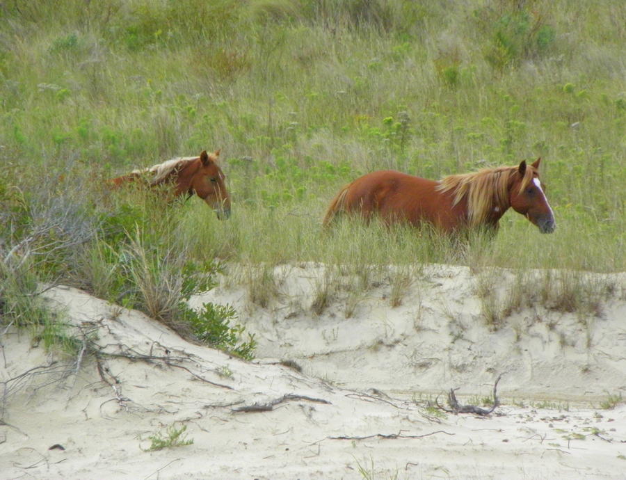 Wild Spanish Mustangs Walking The Dunes Photograph by Kim Galluzzo