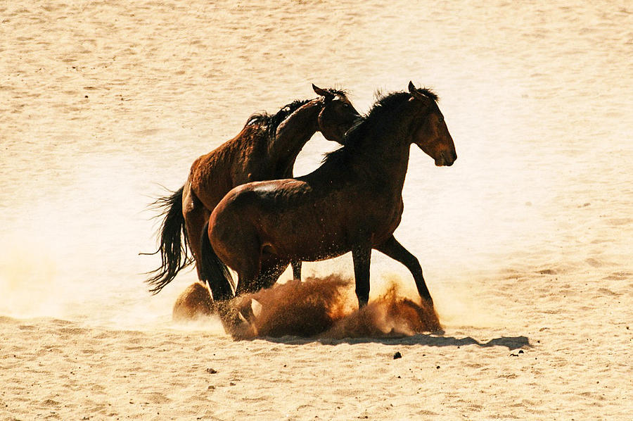 Wild stallion clash 3 Photograph by Alistair Lyne
