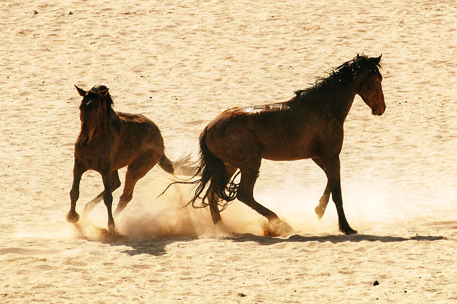 Wild stallion clash Photograph by Alistair Lyne