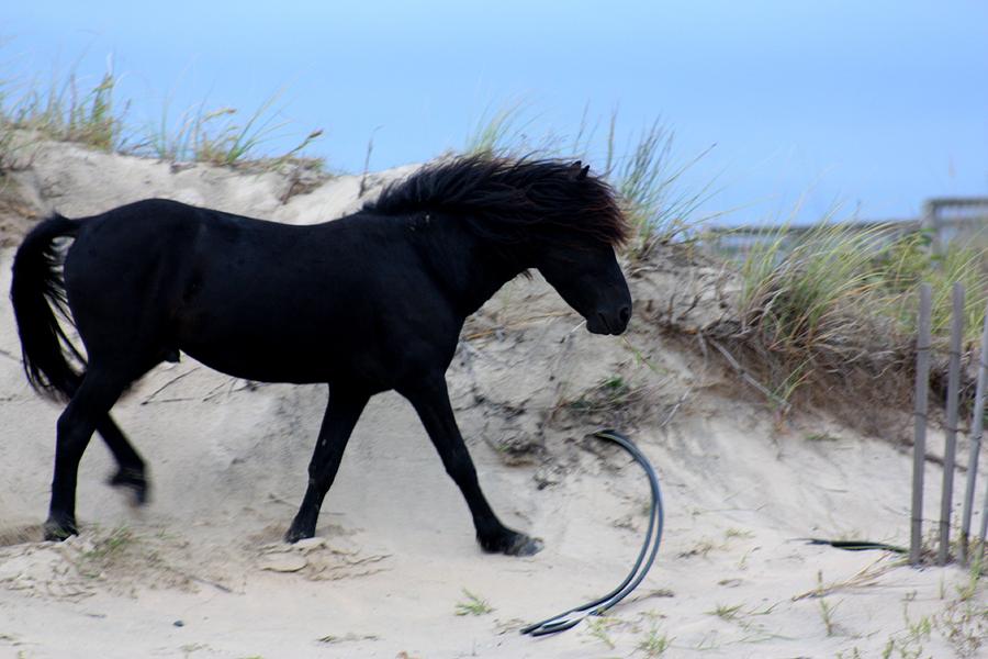 Wild Stallion on the dunes Photograph by Kim Galluzzo