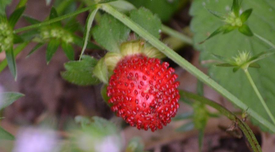 Wild Strawberry Photograph by Maria Urso