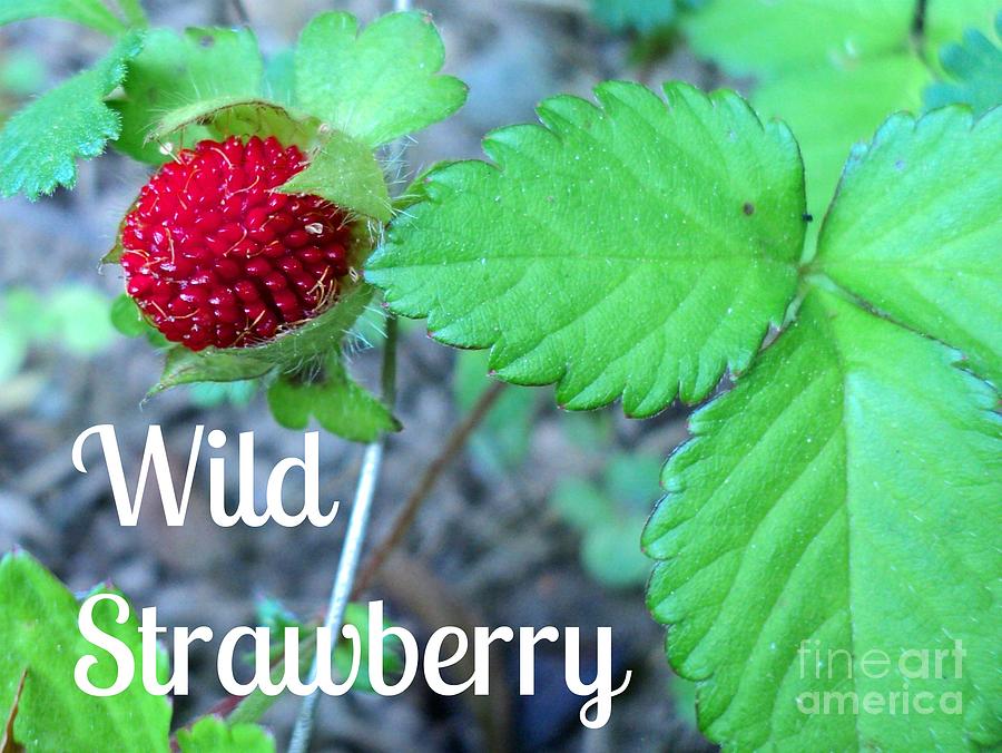 Wild Strawberry Poster Photograph by Padre Art