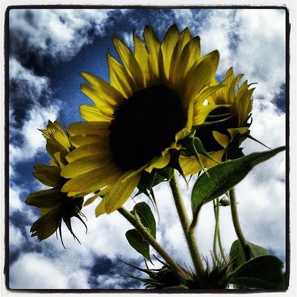 Summer Photograph - Wild #sunflower In #alabama by Molly Slater Jones