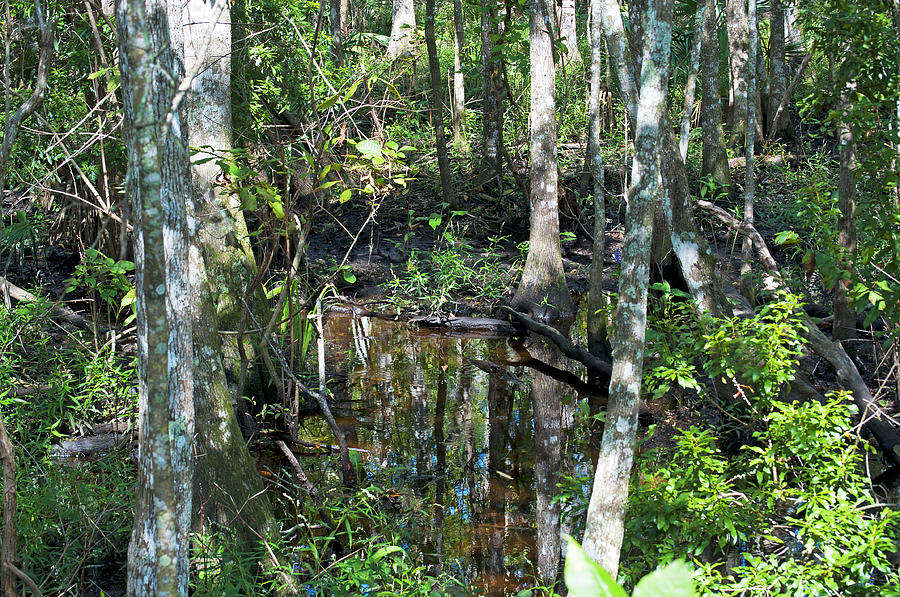 Wild Swamp Photograph by Kenneth Albin