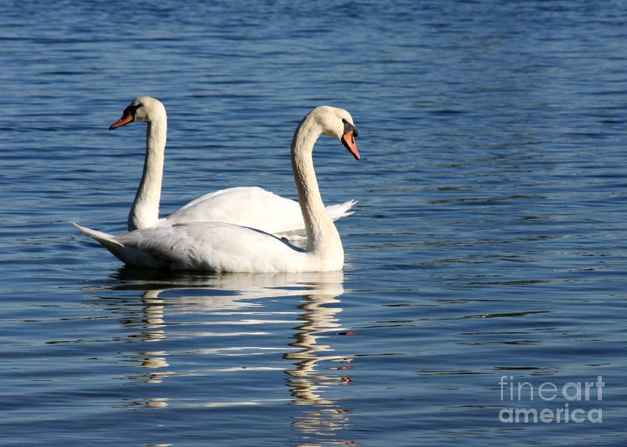 Wild Swans Photograph by Sabrina L Ryan