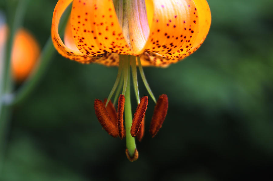 Wild Tiger Lily Photograph by Cathie Douglas