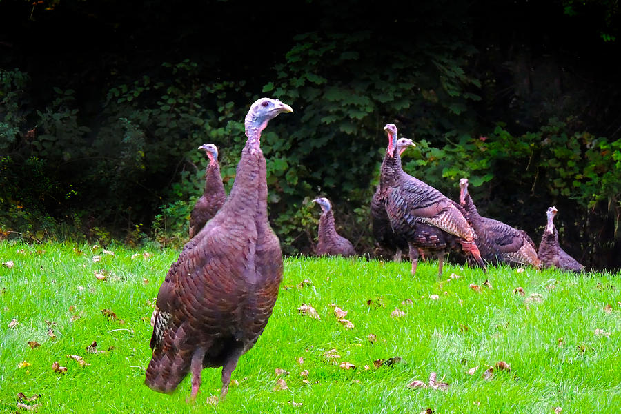 Wild Turkey - 6 Photograph by Larry Mulvehill