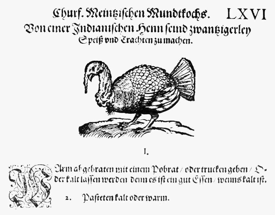 Wild Turkey, 1604 Photograph by Granger