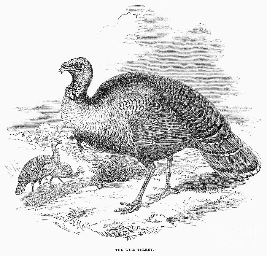 Wild Turkey, 1853 Photograph by Granger