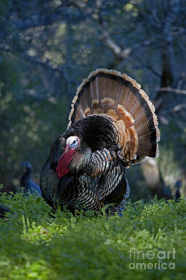Wild Turkey  Photograph by Craig Lovell