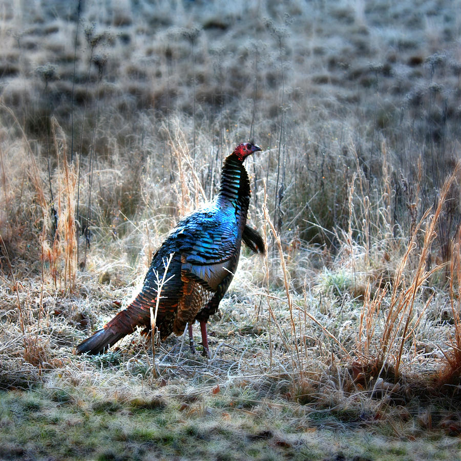 Wild Turkey Photograph by Gray  Artus