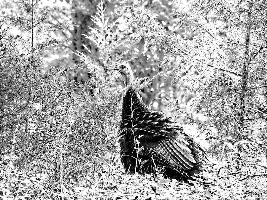 Wild Turkey in Black and White Photograph by Maciek Froncisz