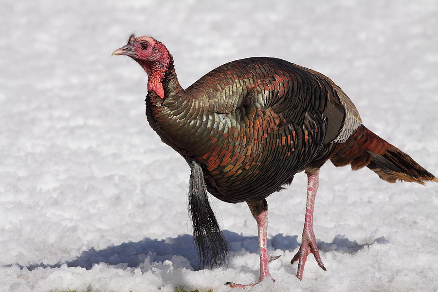 Wild Turkey in the Snow Photograph by Bruce J Robinson