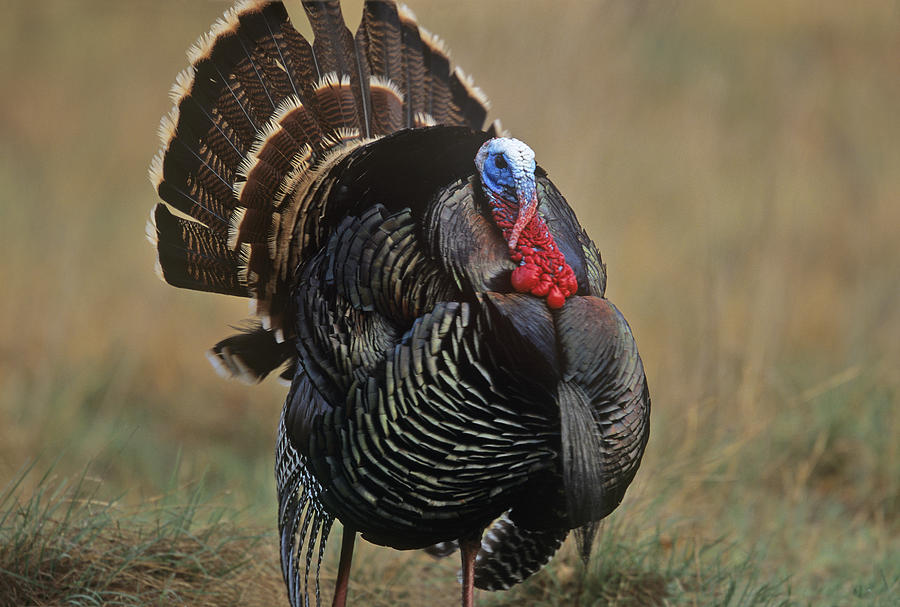 Animal Photograph - Wild Turkey Male North America by Tim Fitzharris