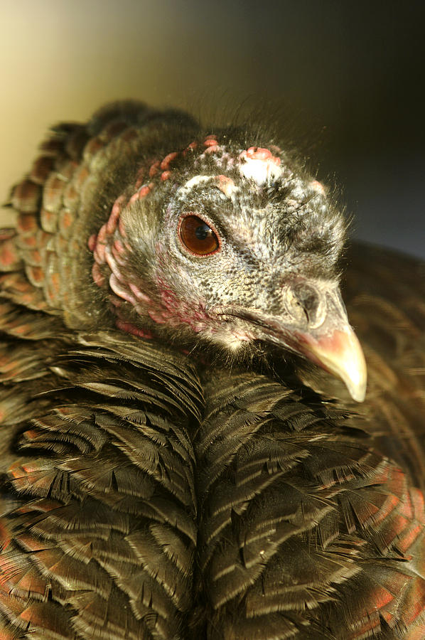Wild Turkey Meleagris Gallopavo Photograph by Steeve Marcoux