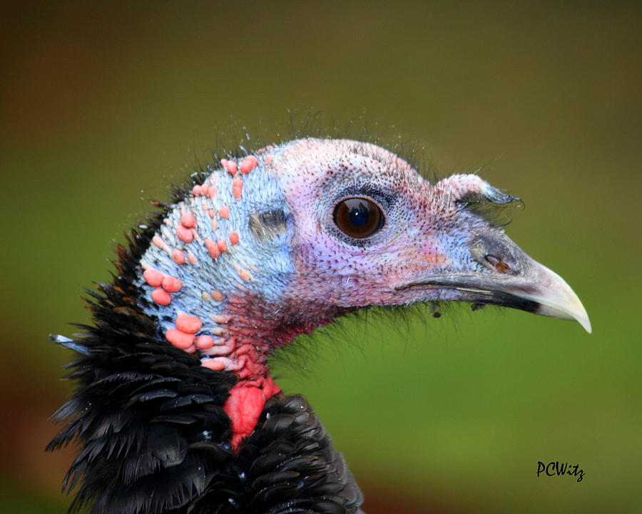 Wild Turkey Photograph by Patrick Witz
