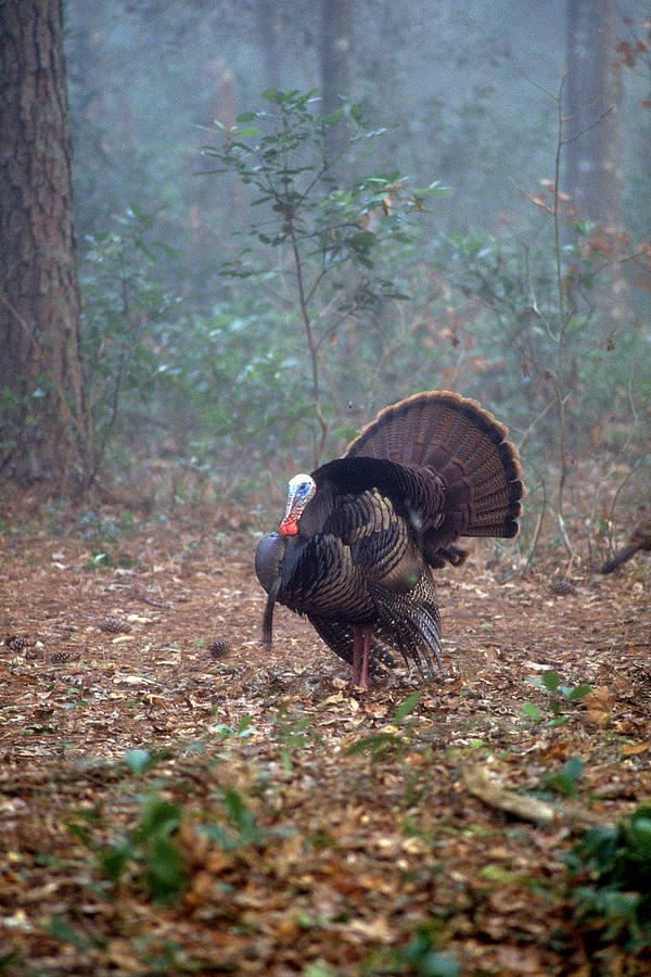 Wild turkey portriat Photograph by David Campione