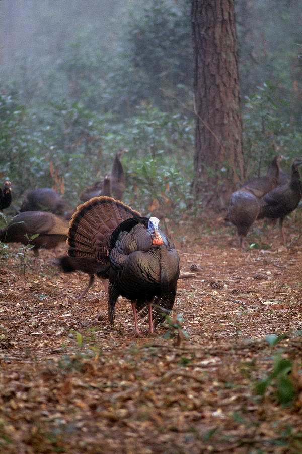 Wild turkey strutting Photograph by David Campione