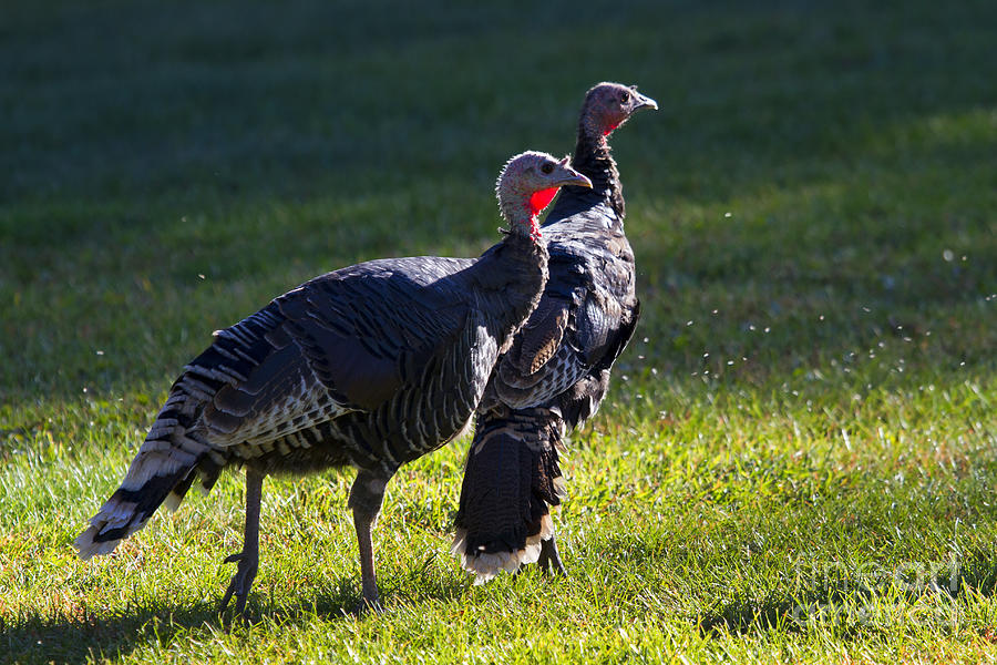 Turkey Photograph - Wild Turkeys by Michael Dawson