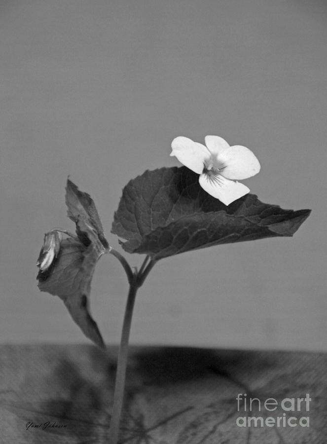 Wild Violet in Black and White Photograph by Yumi Johnson