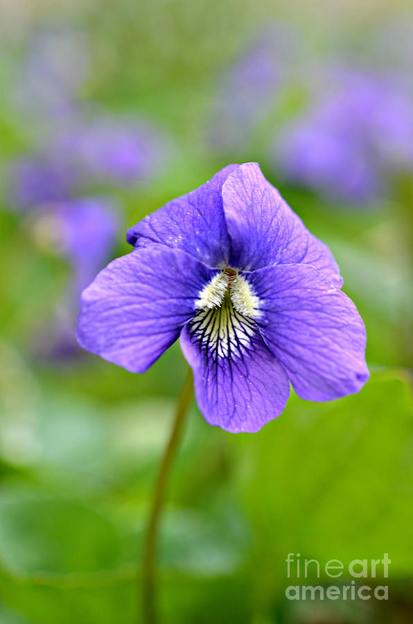 Wild Violet Photograph by Lila Fisher-Wenzel