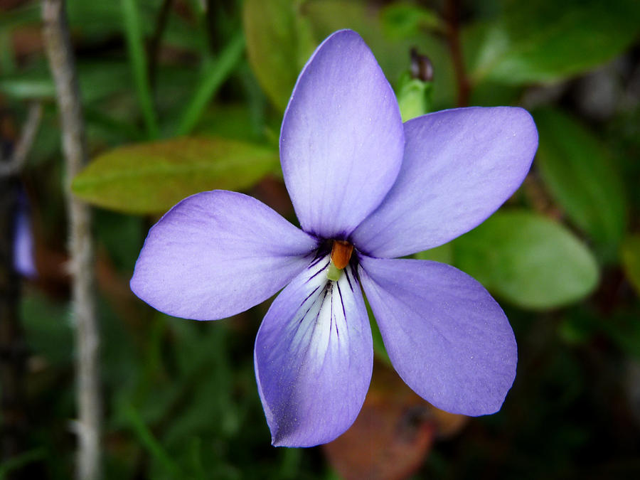 Wild Violet Photograph by Terry Eve Tanner
