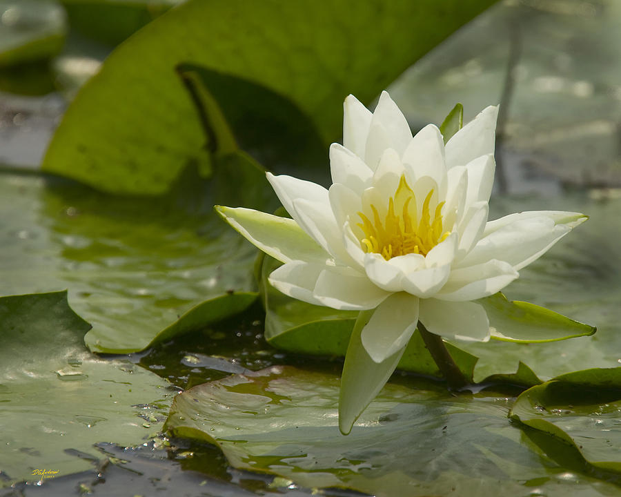Wild water lily Photograph by Don Anderson