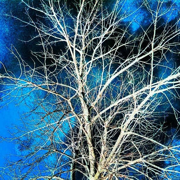 Tree Photograph - Wild White Branches Stormy Sky by Marianne Dow