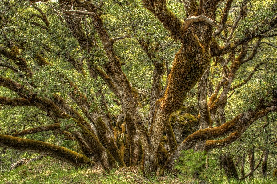 Wild Wood Photograph by Ren Alber - Fine Art America