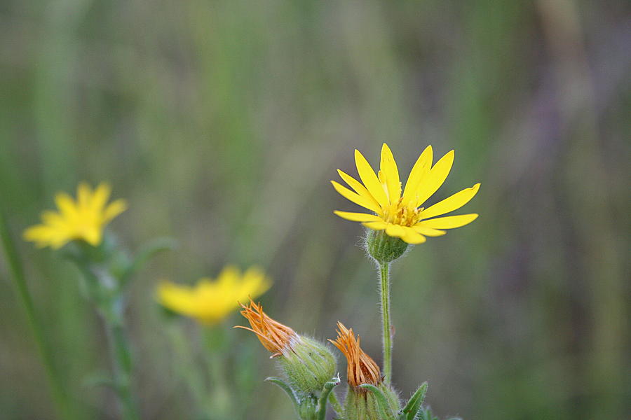 Wild Yellow Daisy Photograph by Ester McGuire