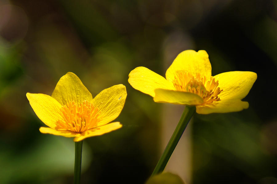 Flower Photograph - Wild Yellows by Bill Pevlor