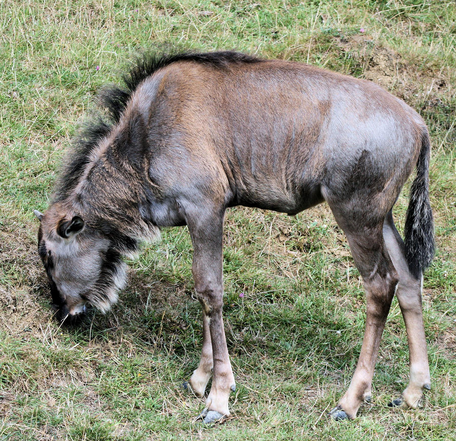 Wildebeest Photograph By Ruth Hallam Fine Art America