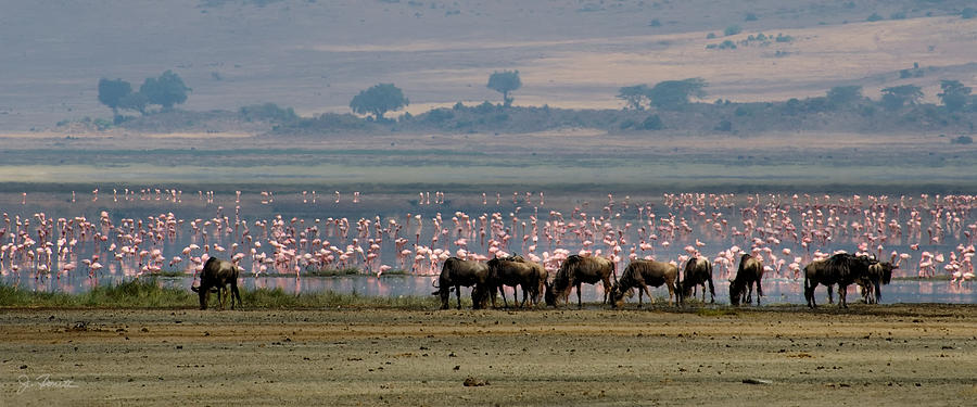 Wildebeest and Flamingos Photograph by Joe Bonita