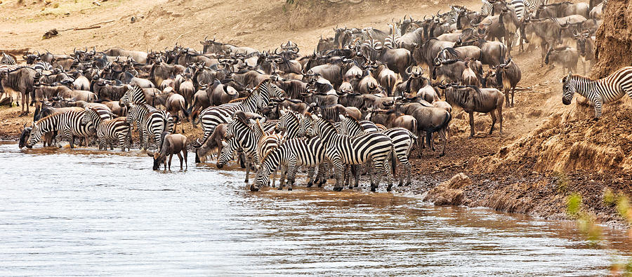 Wildebeest and Zebra before the Crossing Photograph by Perla Copernik