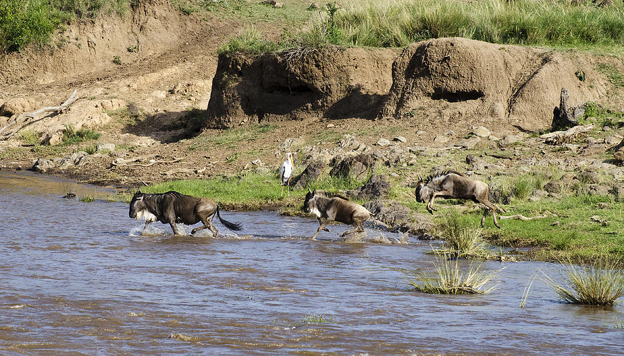 Wildebeest at the Mara River Photograph by Marion McCristall