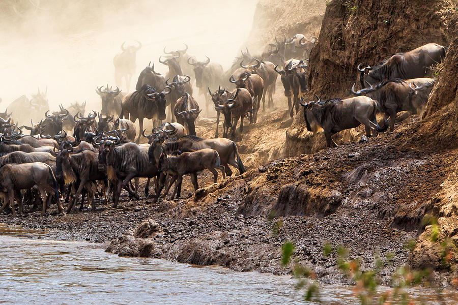 Wildebeest before the Crossing Photograph by Perla Copernik