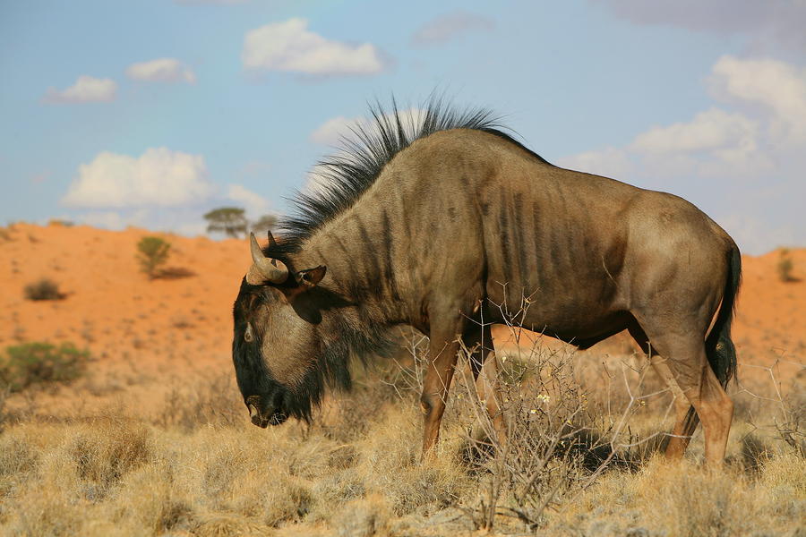Animal Photograph - Wildebeest by Bruce J Robinson