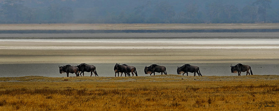 Wildebeest Migrating Photograph by Joe Bonita