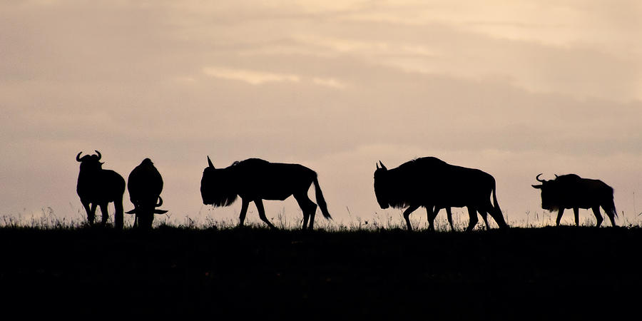 Wildlife Photograph - Wildebeest Silhouette by Marion McCristall