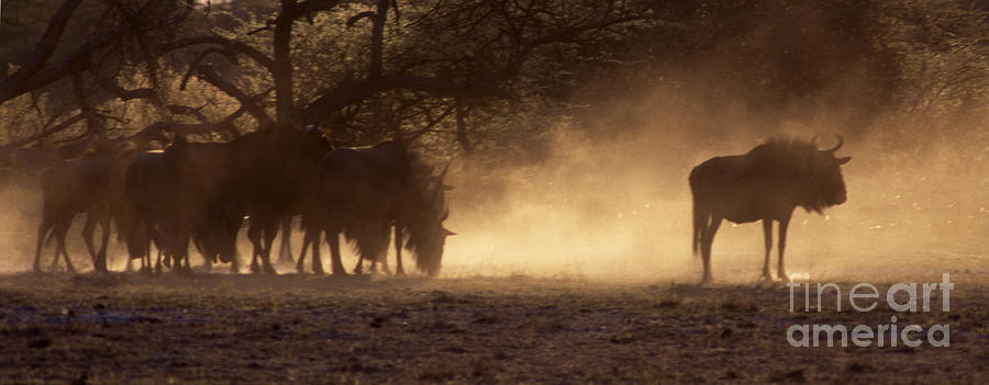 Wildebeests in the Dust - Botswana Photograph by Craig Lovell