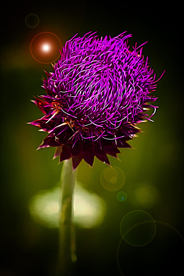 Wildflower 2 Photograph by Linda Tiepelman