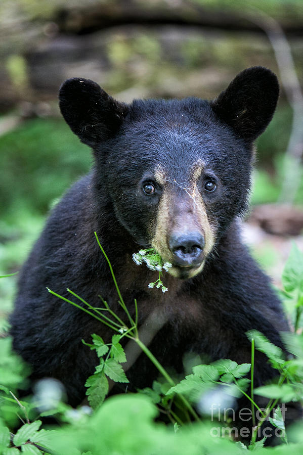 Wildflower Bear Photograph by Ronald Lutz