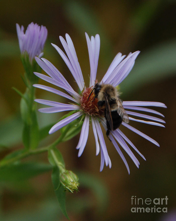 Wildflower Bee Photograph by Grace Grogan