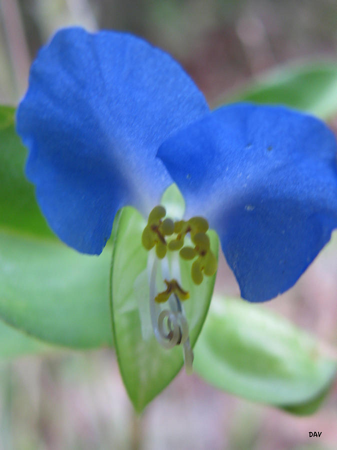 Wildflower Blue Photograph by Debra Vatalaro - Fine Art America