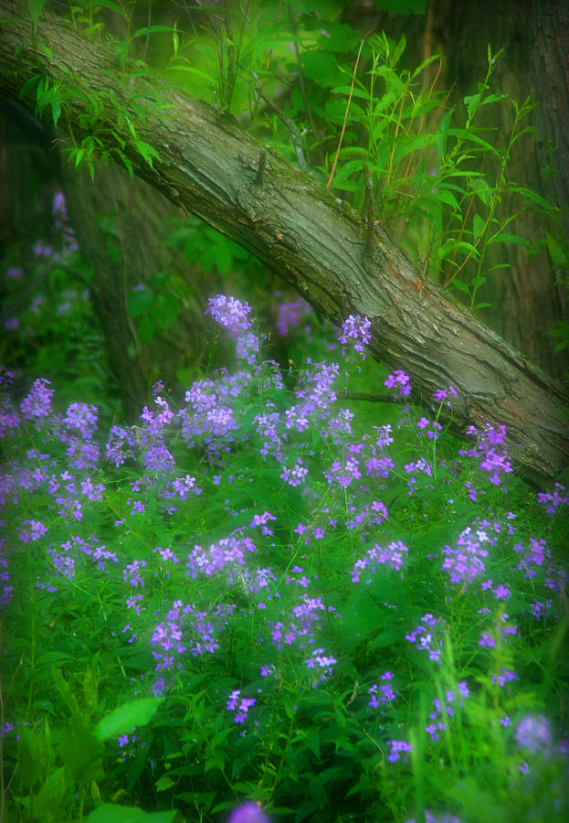 Wildflower Dreams Photograph by Cindy Haggerty